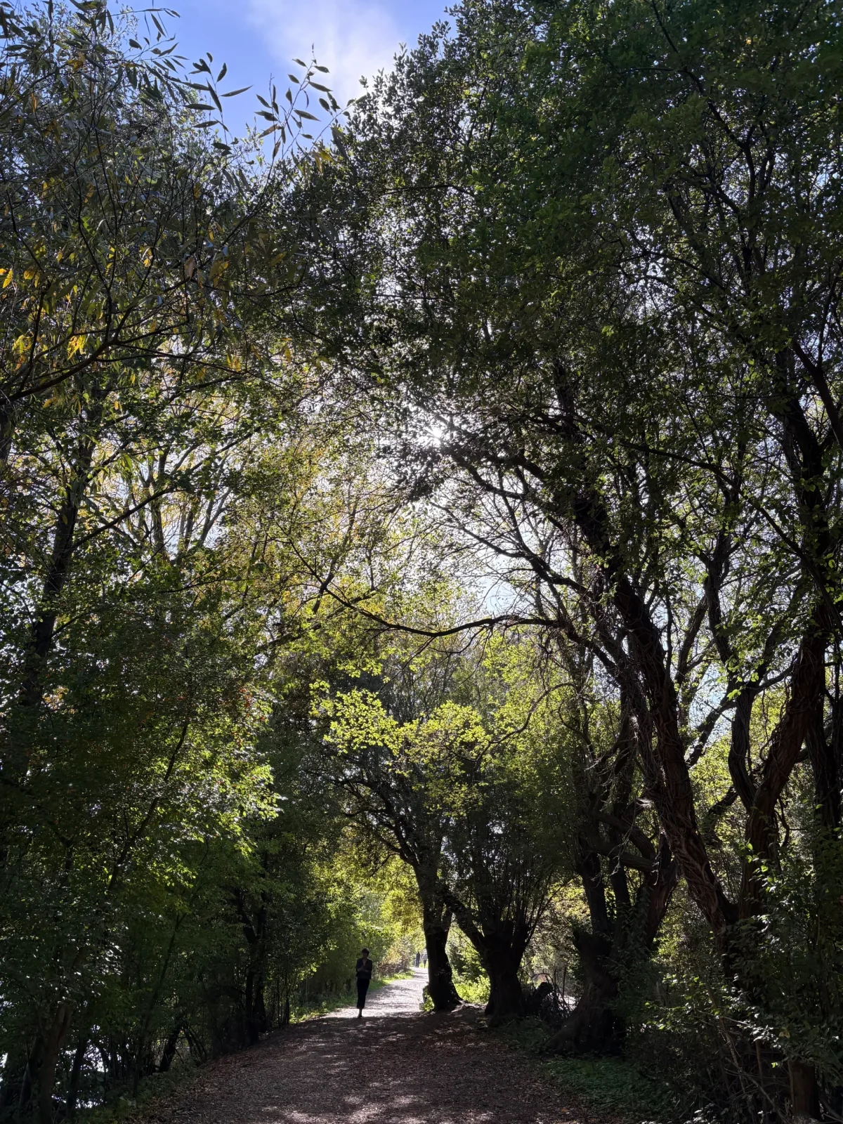 Pathway through green trees with a person strolling.