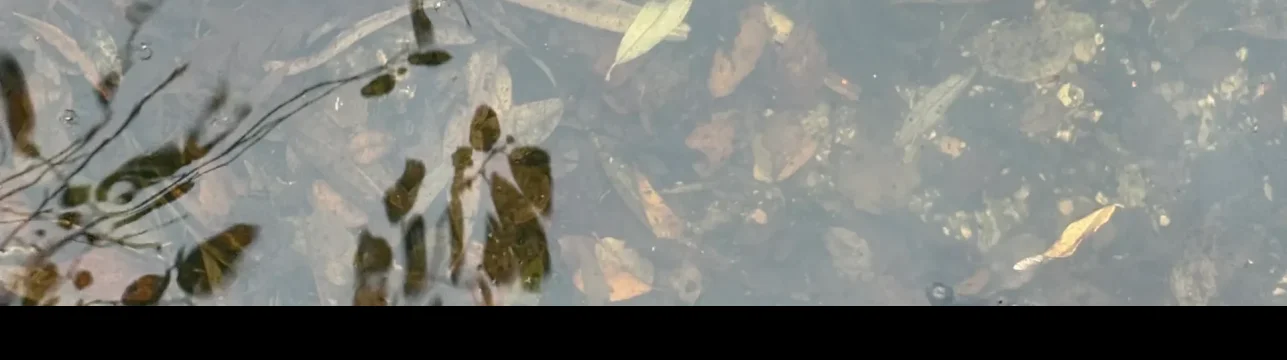 Detailed view of leaves on water with subtle reflections.